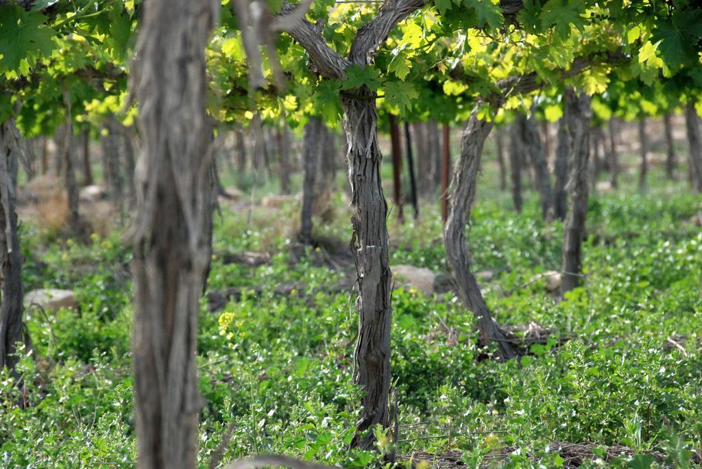 Carmey Avdat Farm Midreshet Ben Gurion Esterno foto
