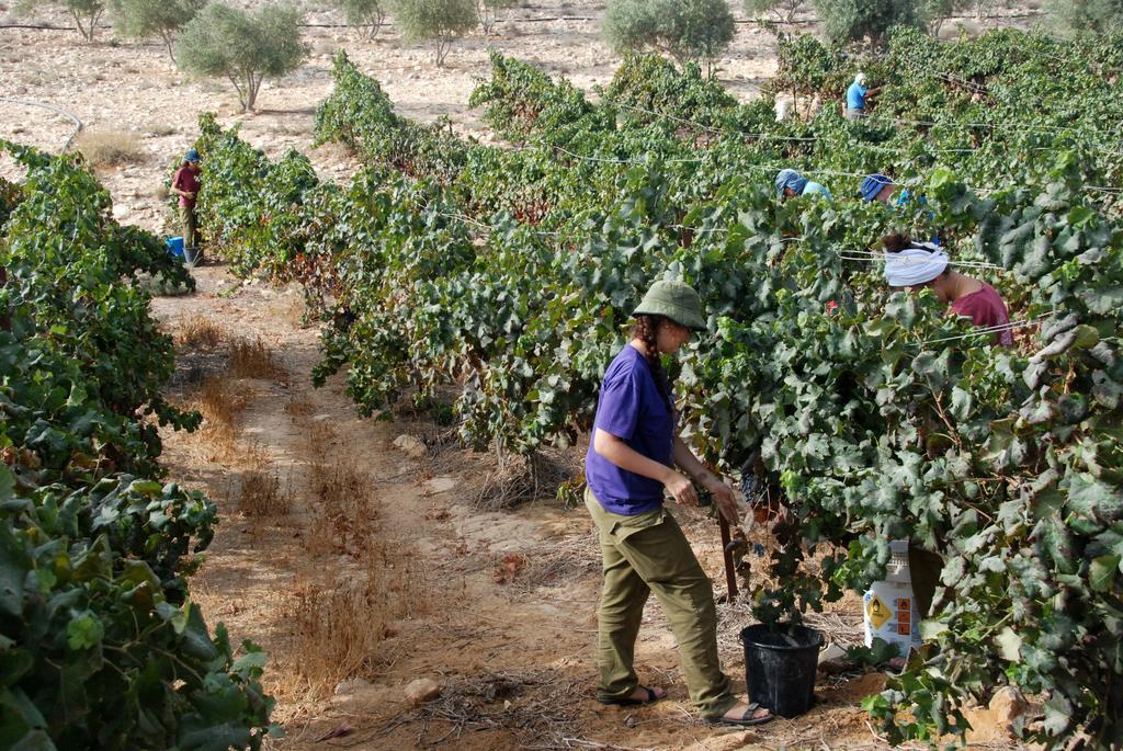 Carmey Avdat Farm Midreshet Ben Gurion Esterno foto
